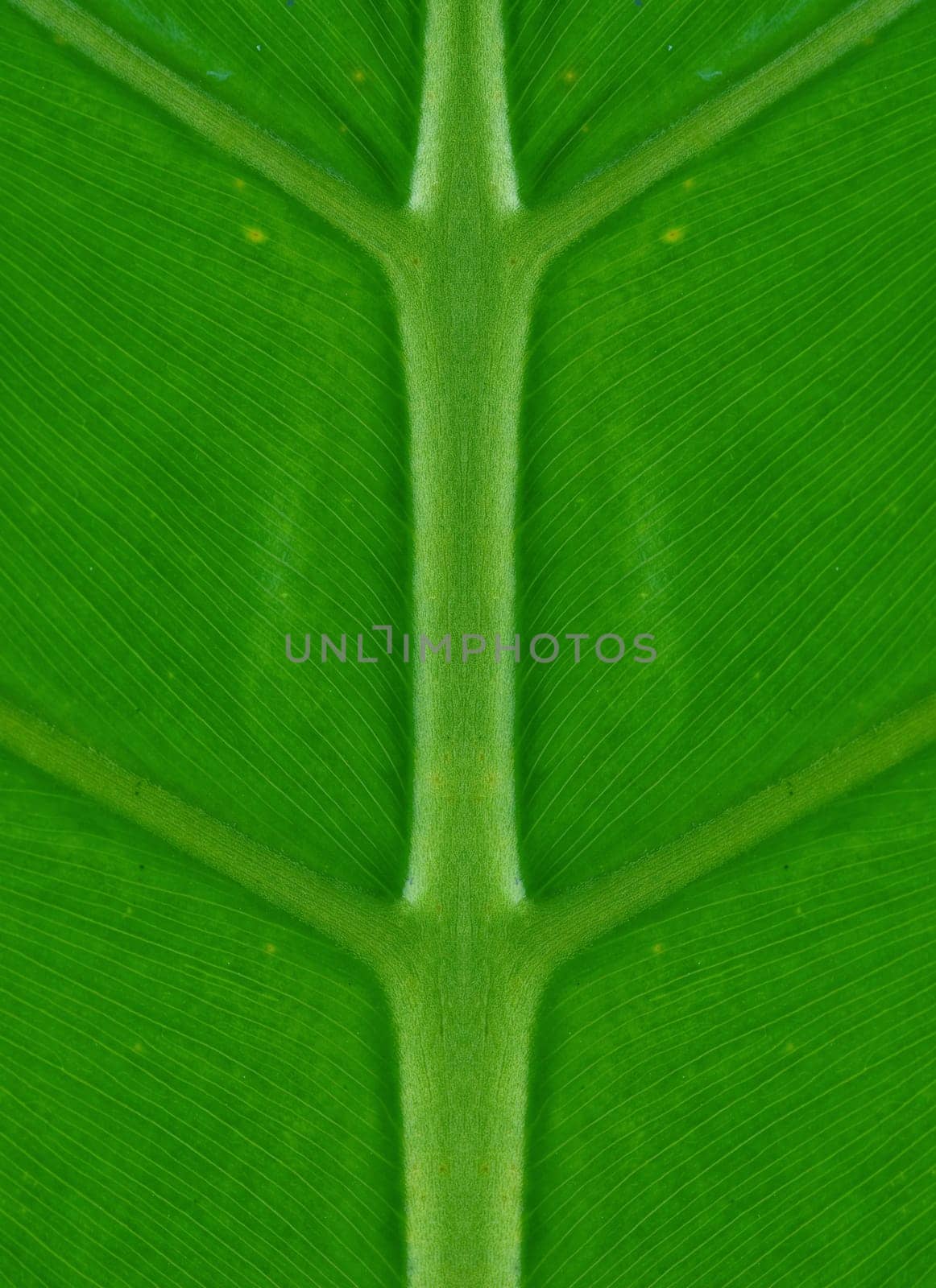 perfectly symmetrical green palm leaf nature background