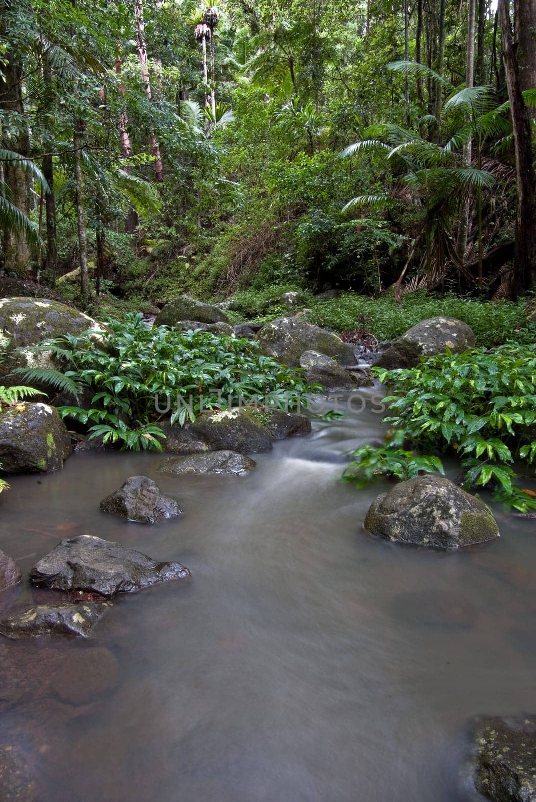 a small stream flows through the border ranges rainforest