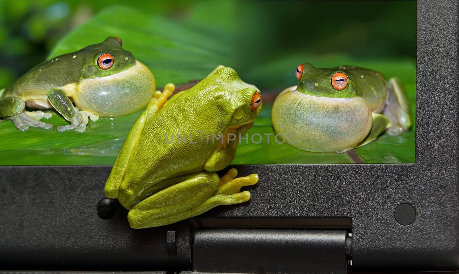 frog on the outside lookin in at frogs on laptop screen