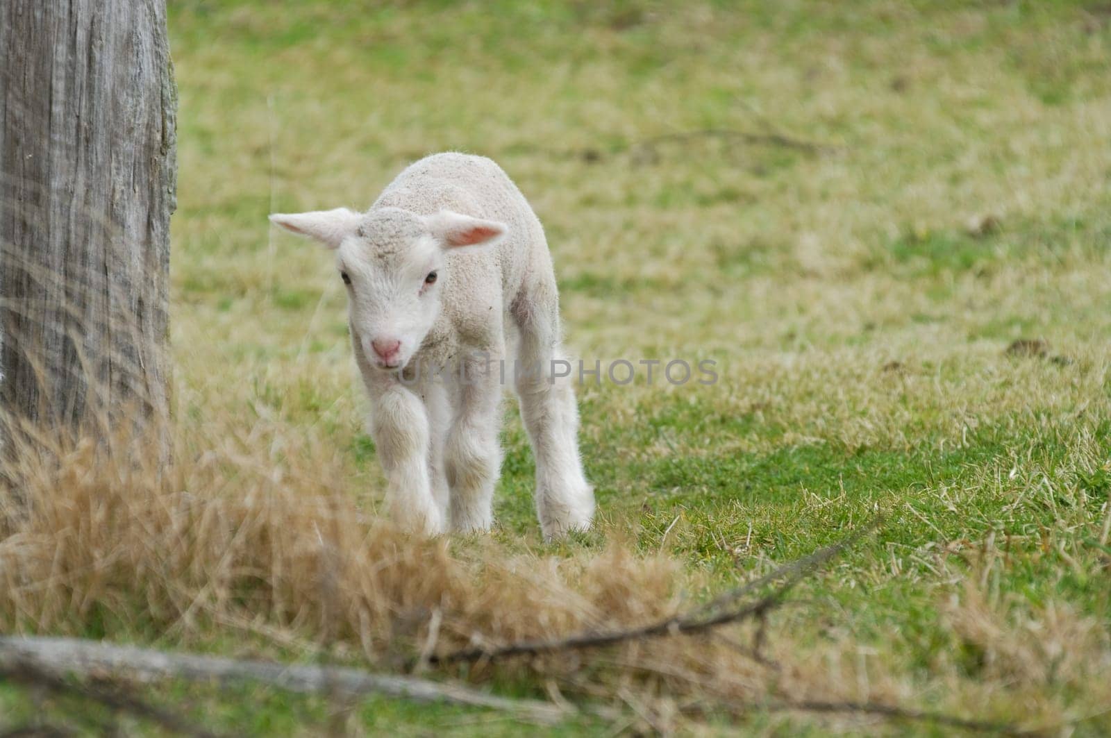 great image of a young lamb on the farm