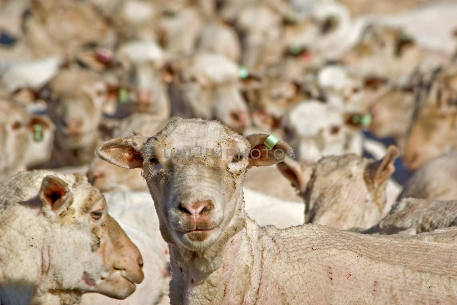 a sheep looks and the camera and stands out from the flock
