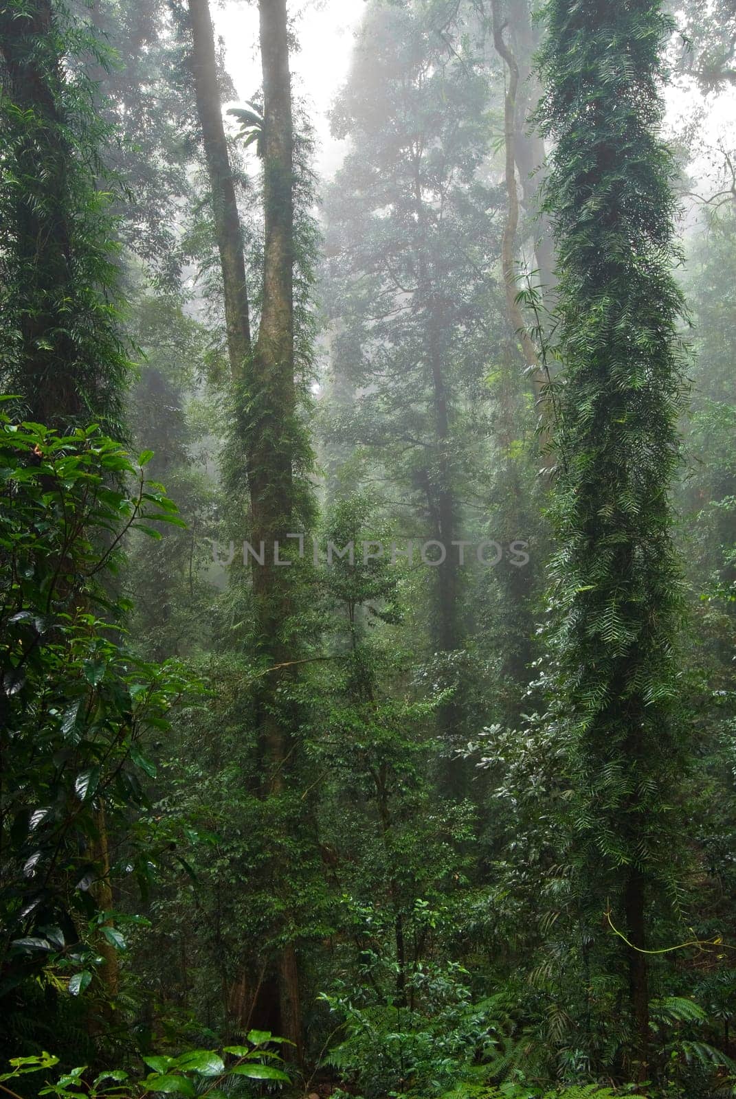 the beauty of nature in the dorrigo world heritage rainforest on a foggy day