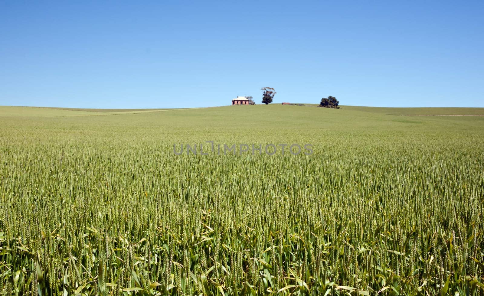 old house in the field of wheat in the countryside
