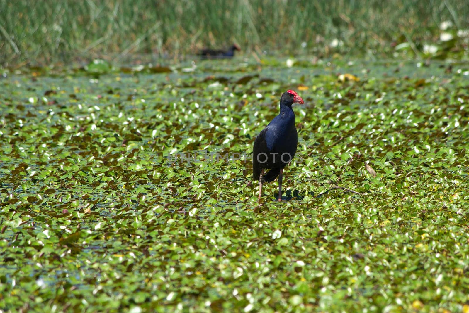 a water hen walks amongst the lilypads