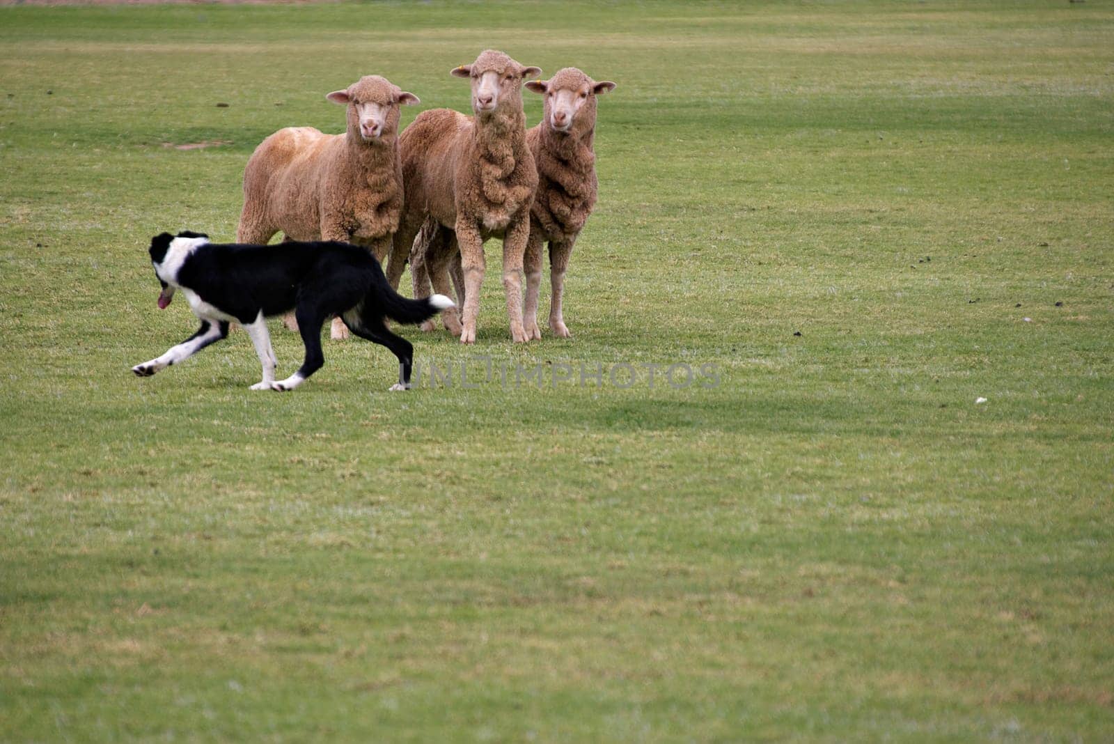 a sheepdog watches the sheep it has rounded up, corner composition for lots of copy space
