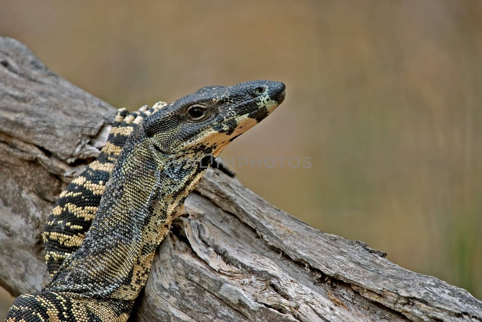 goanna (lace monitor) puts its arm up and rests nonchalantly on a log without a care in the world