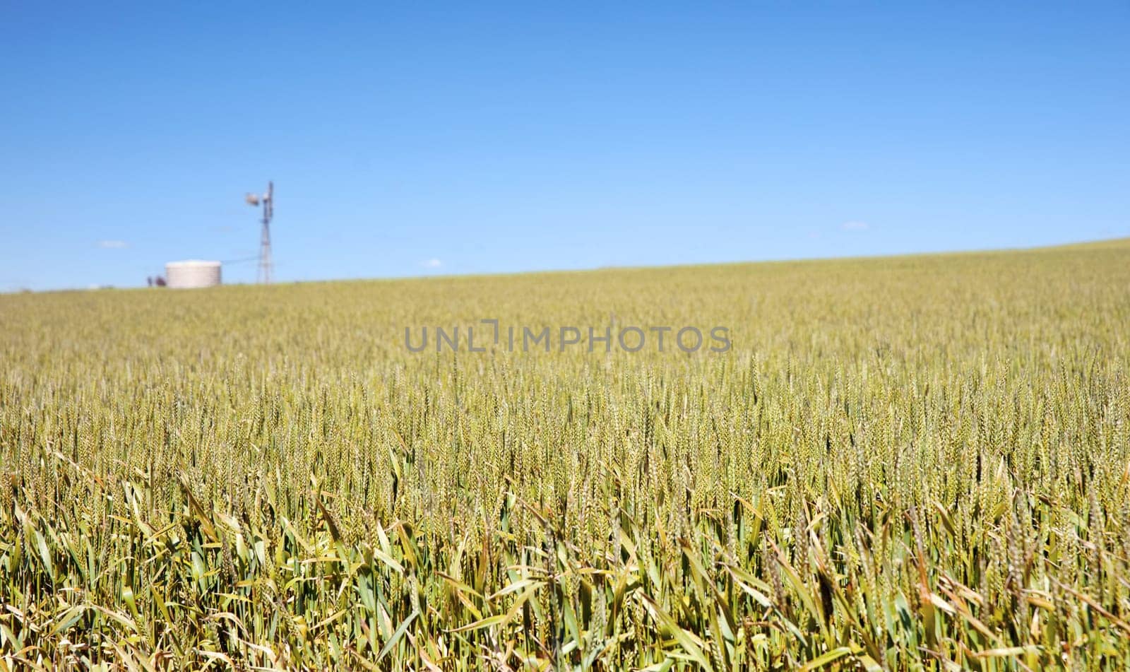 windmill in field of wheat landscape