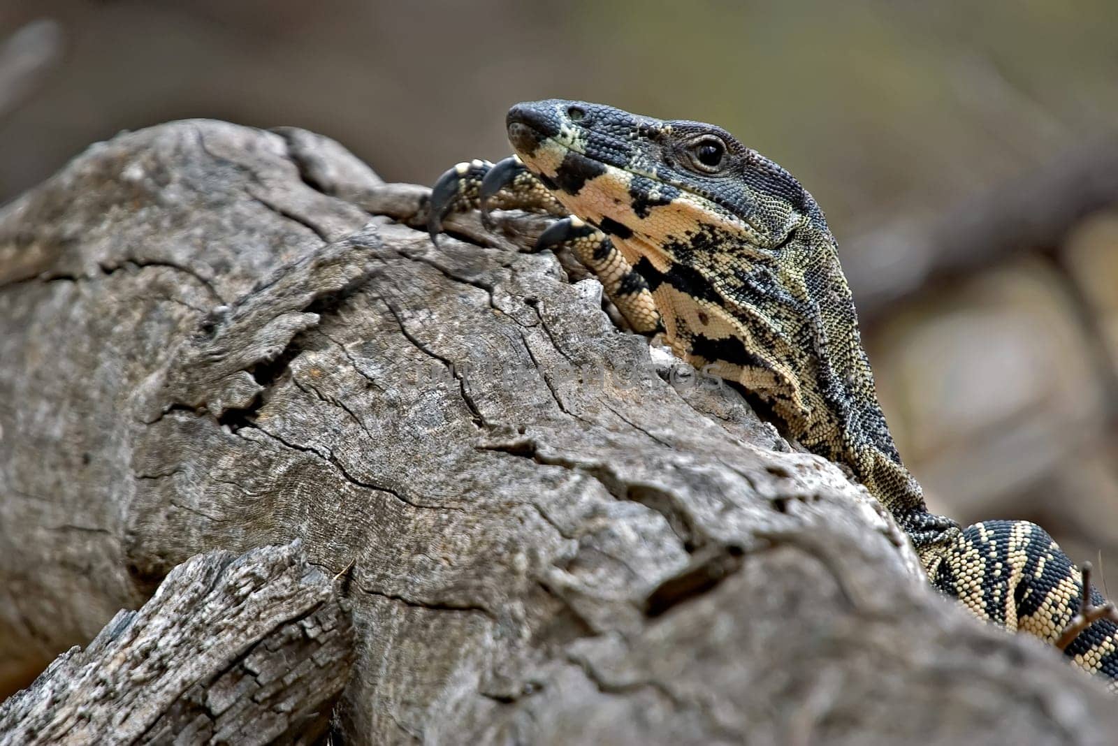 a lace monitor (goanna) sticks its head up and looks over a log