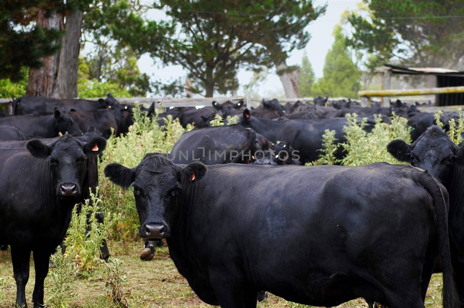 black cows in a corral looking around