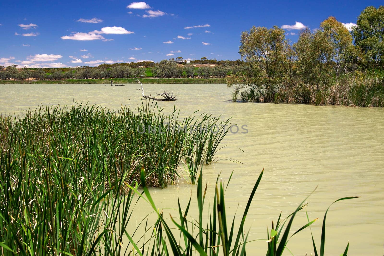 the wetlands on the murray at banrock station