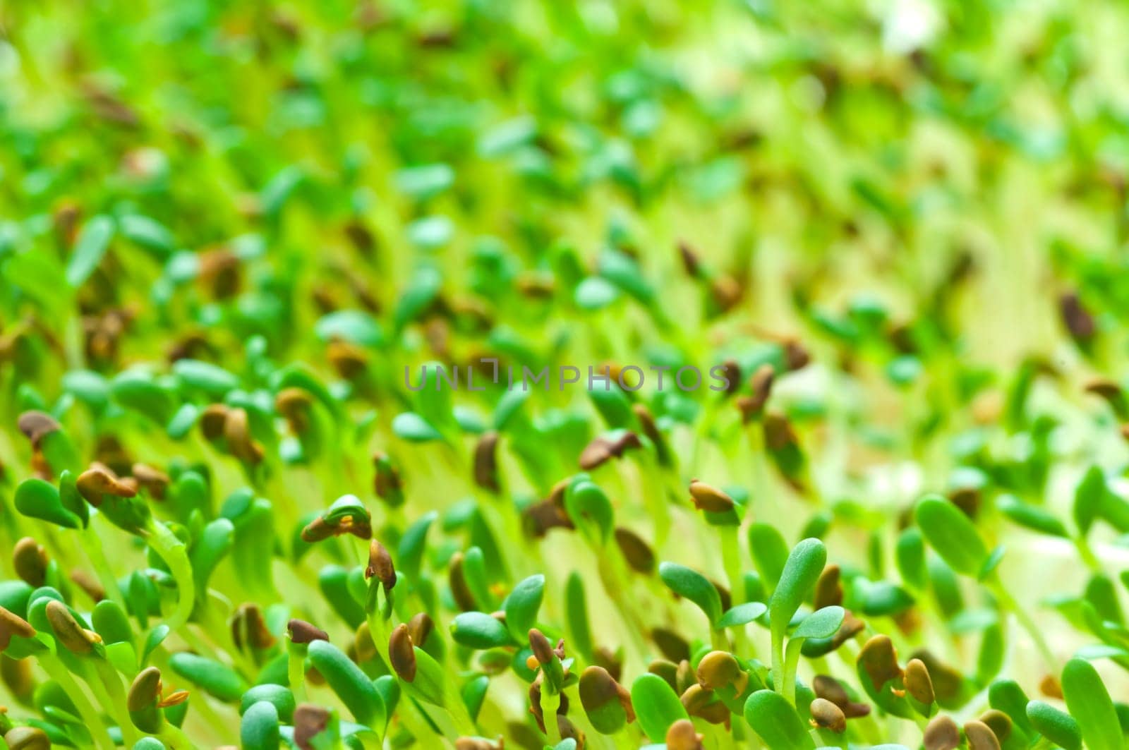 Sprouts of Alfalfa