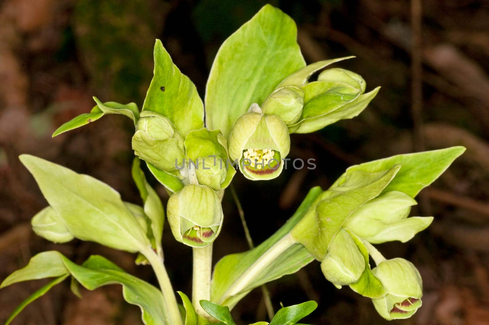 Helleborus foetidus