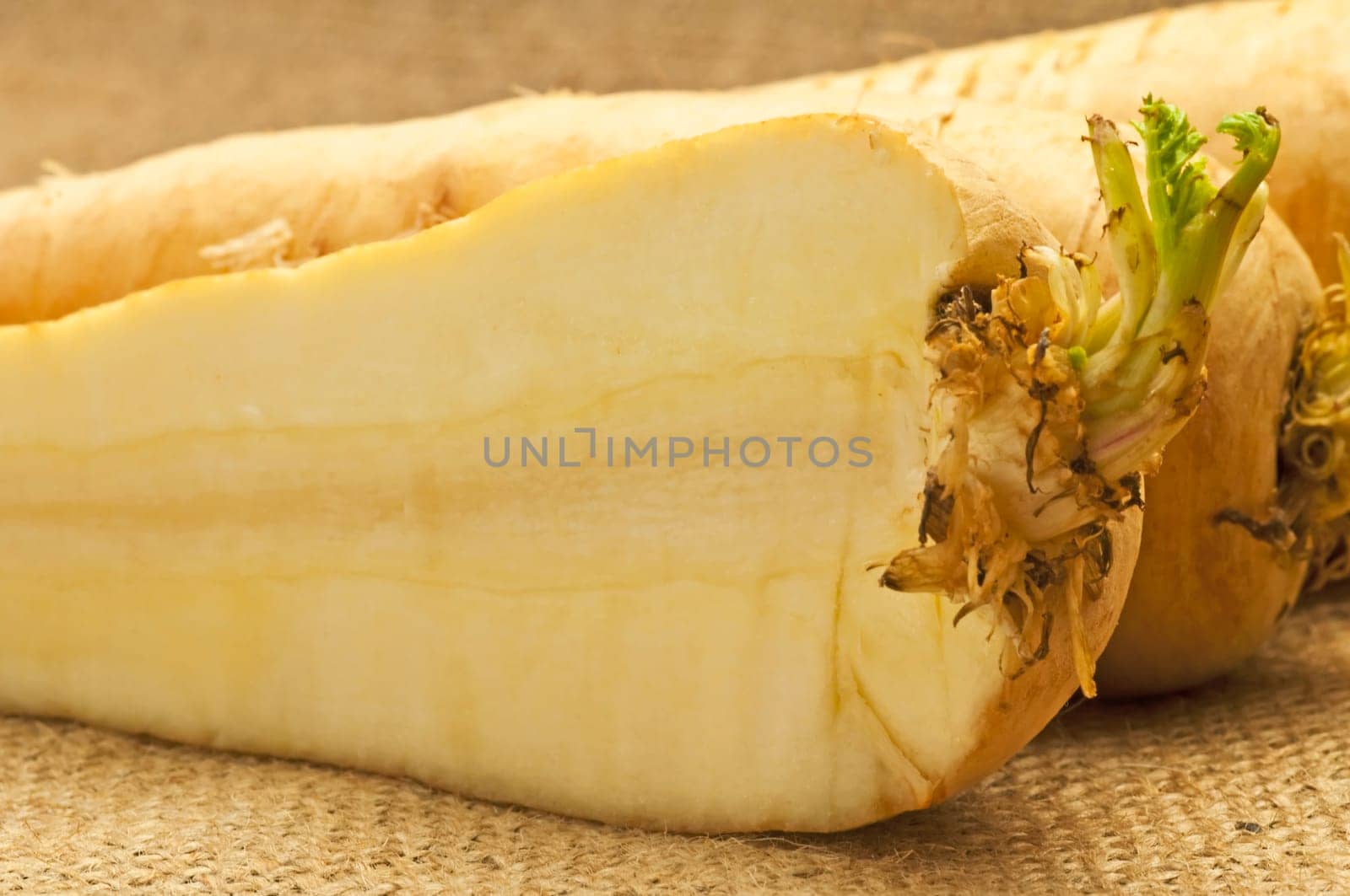 Retro Vegetable Parsnip
