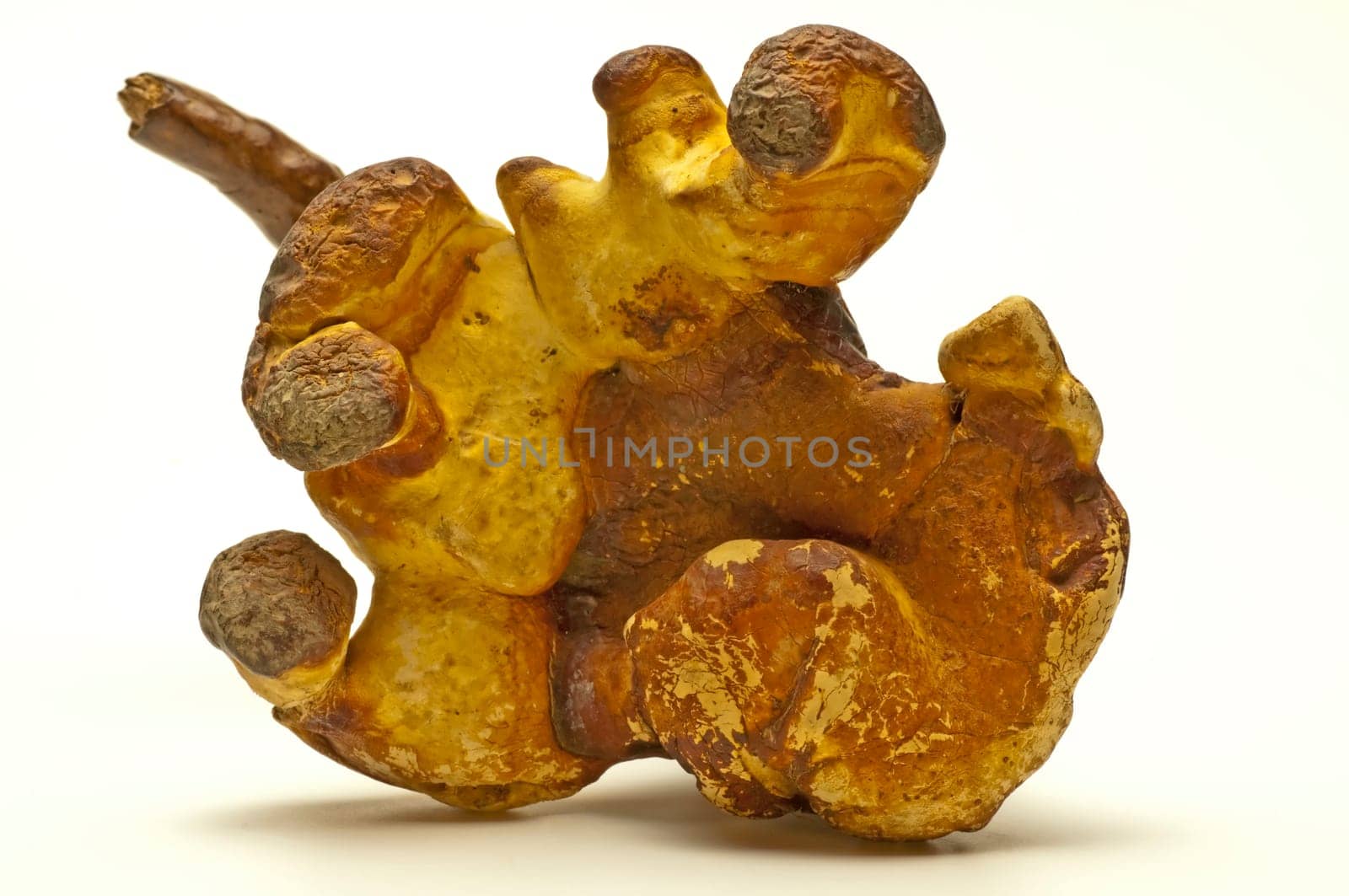 Reishi,Lingzhi