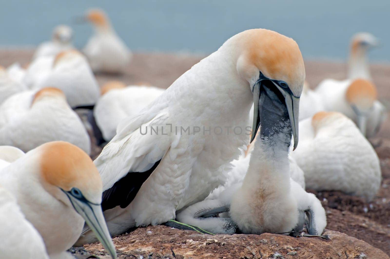 Feeding