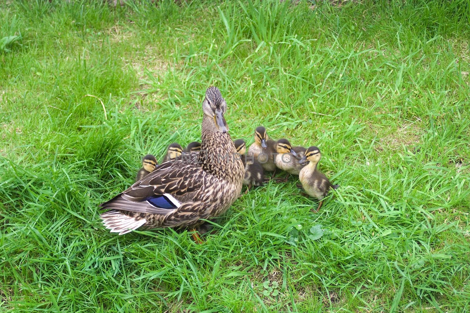 Duck family