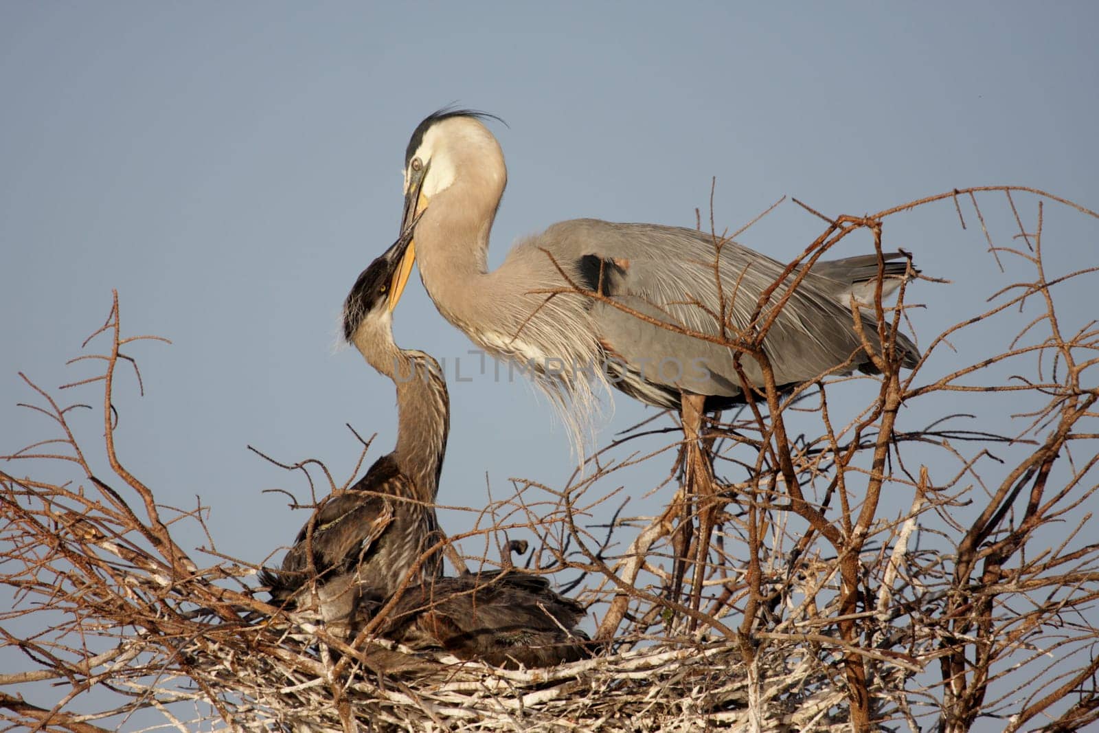 Great Blue Heron (Ardea Herodias) feeding her hungry babies in the Florida Everglades