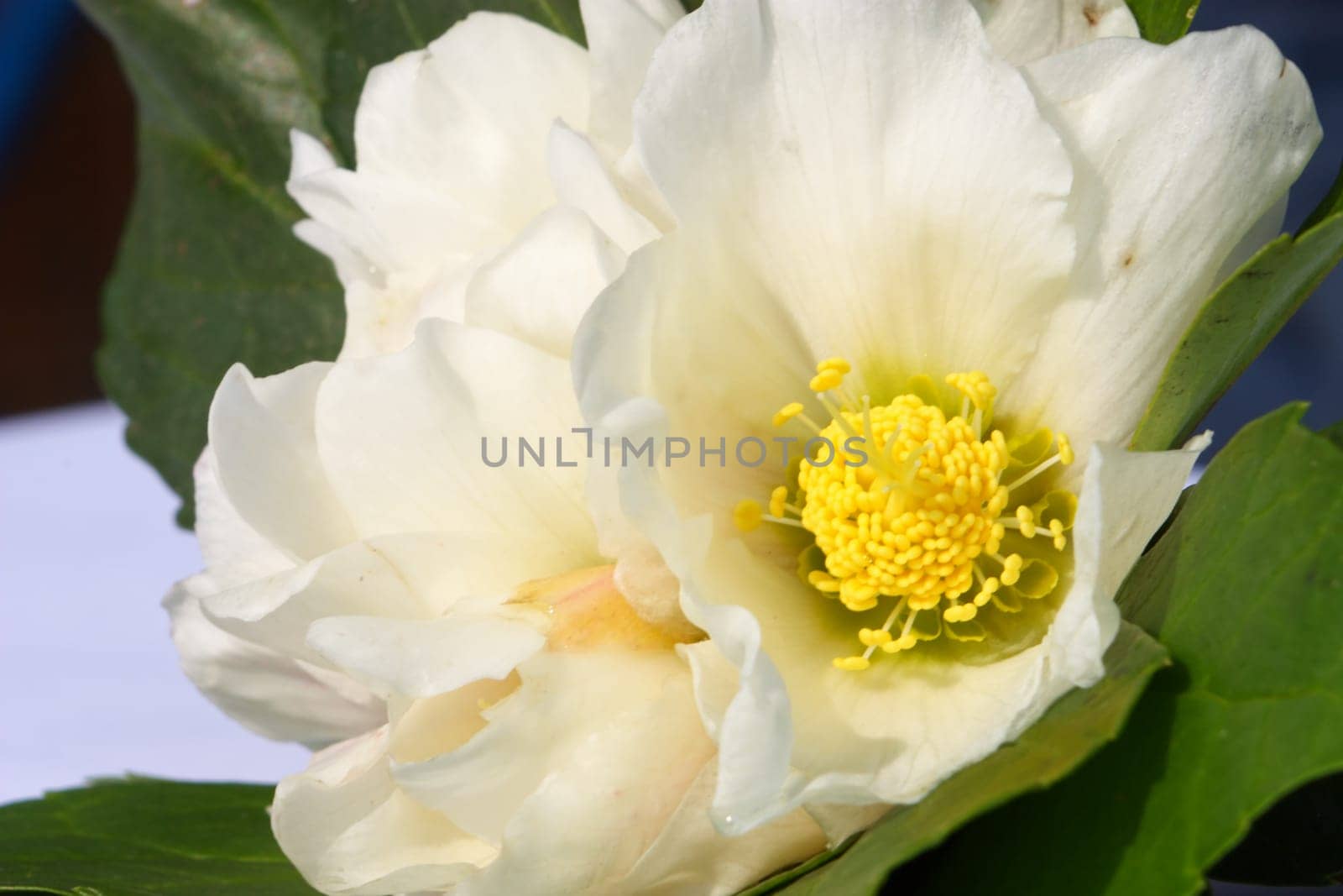 Hellebore white spring flower known as Christmas rose and Lenten rose