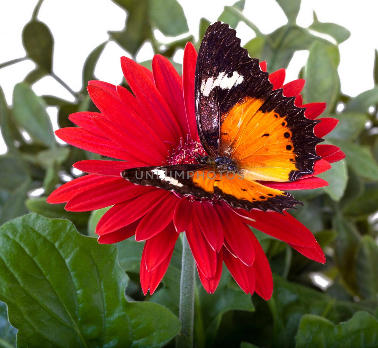 Malay Lacewing Butterfly (Cethosia hypsea hypsina) on Red Gerbera Daisy
