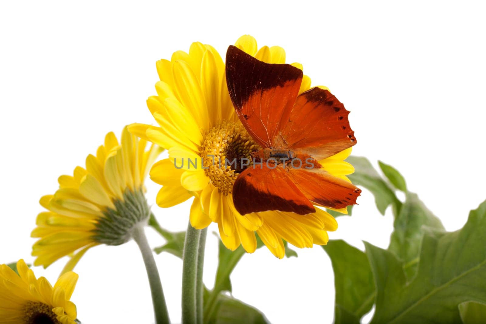Tawny Rajah Butterfly [Charaxes bernardus] on a Yellow Daisy
