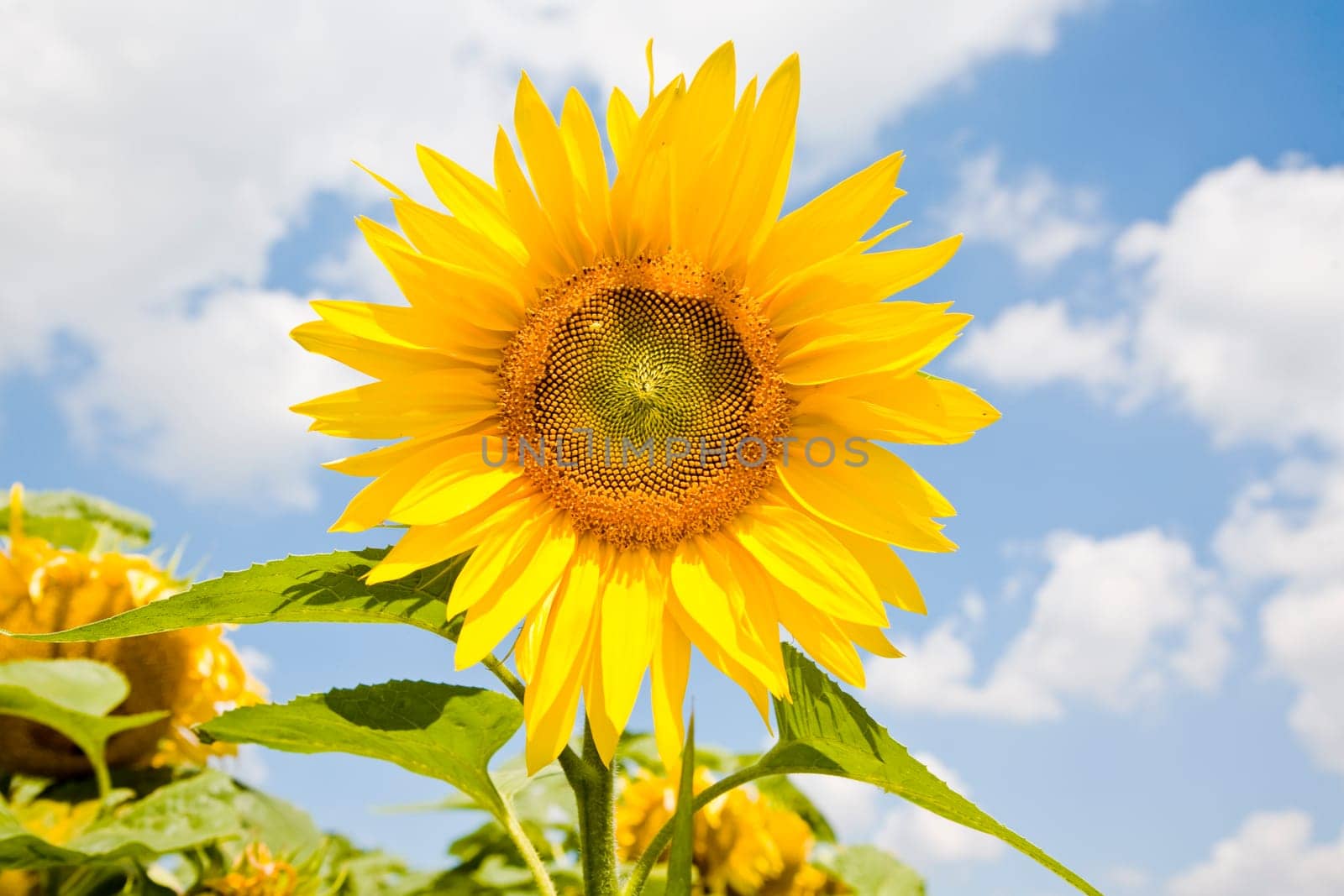 Sunflower