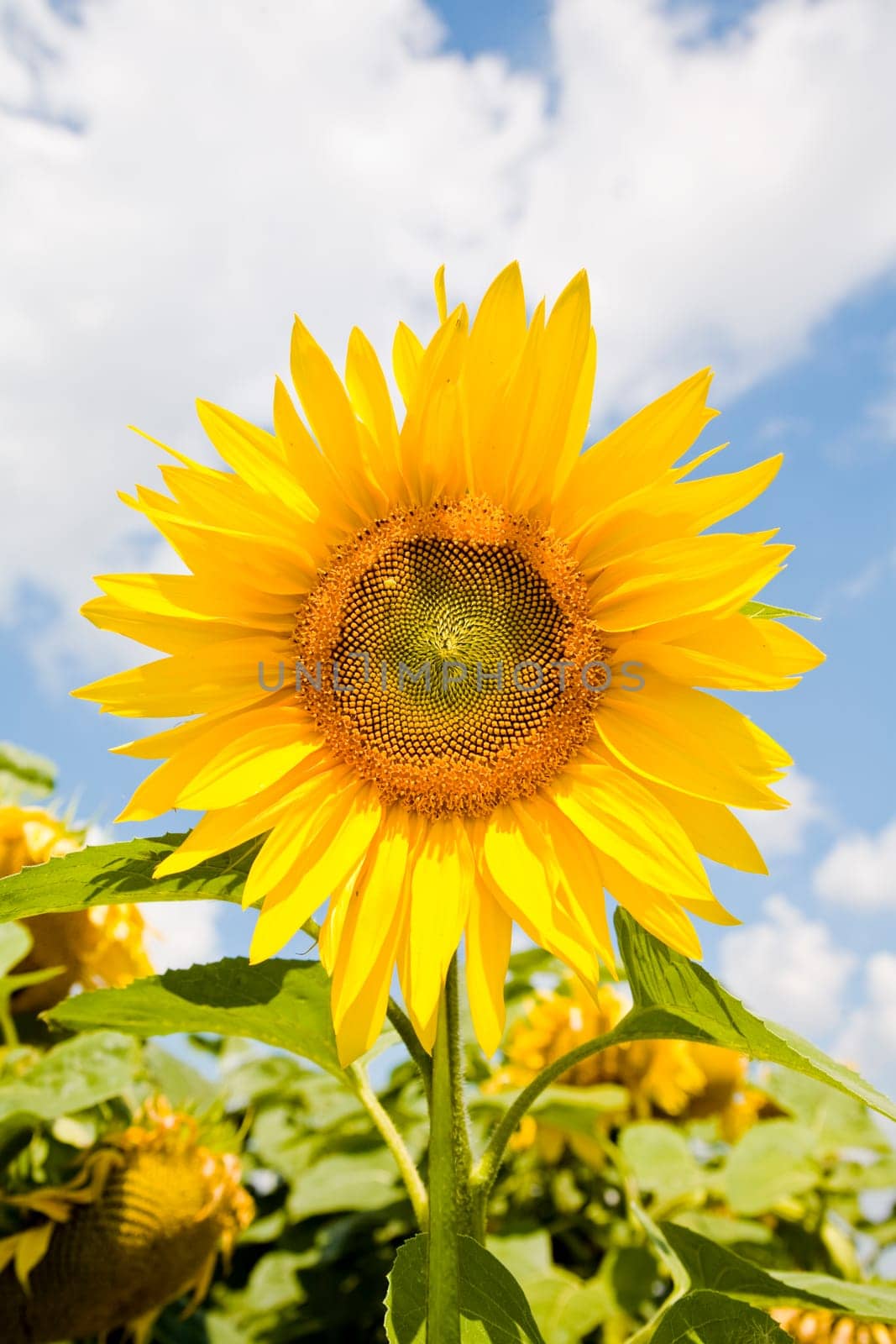 Sunflower