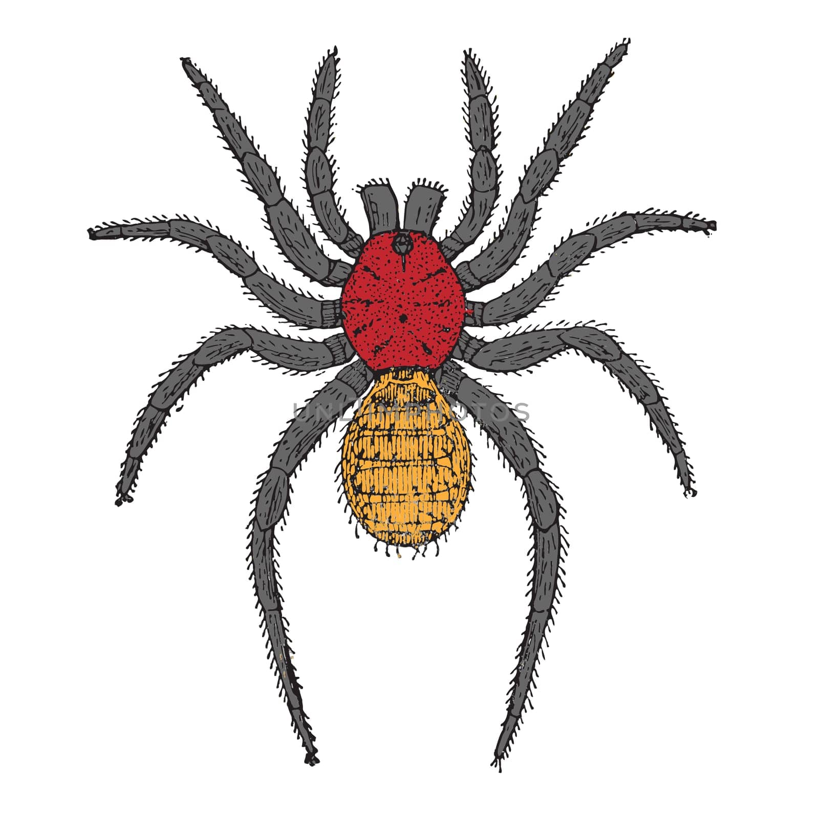 spider cartoon
