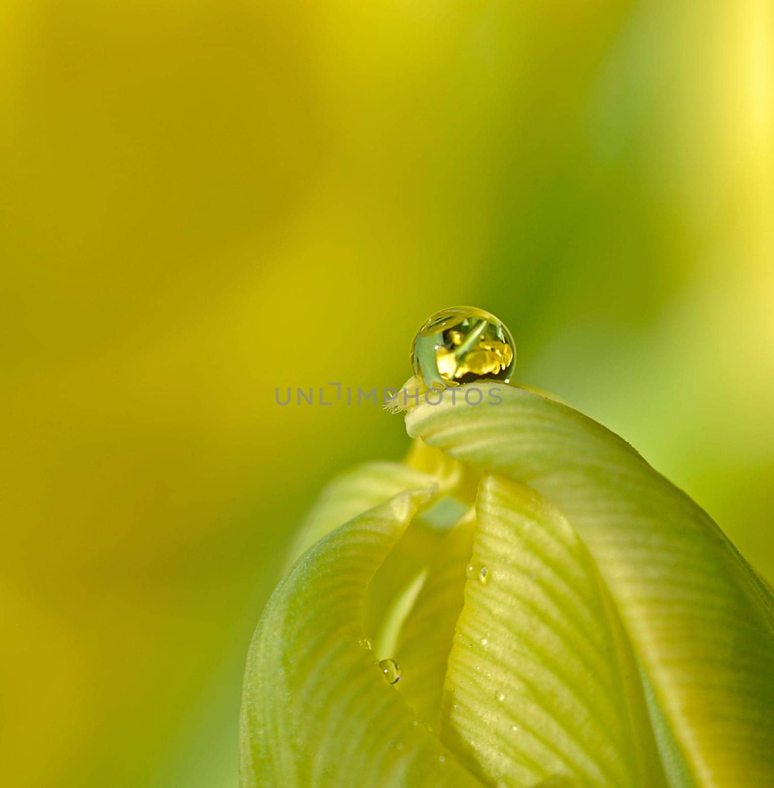 Dewdrop