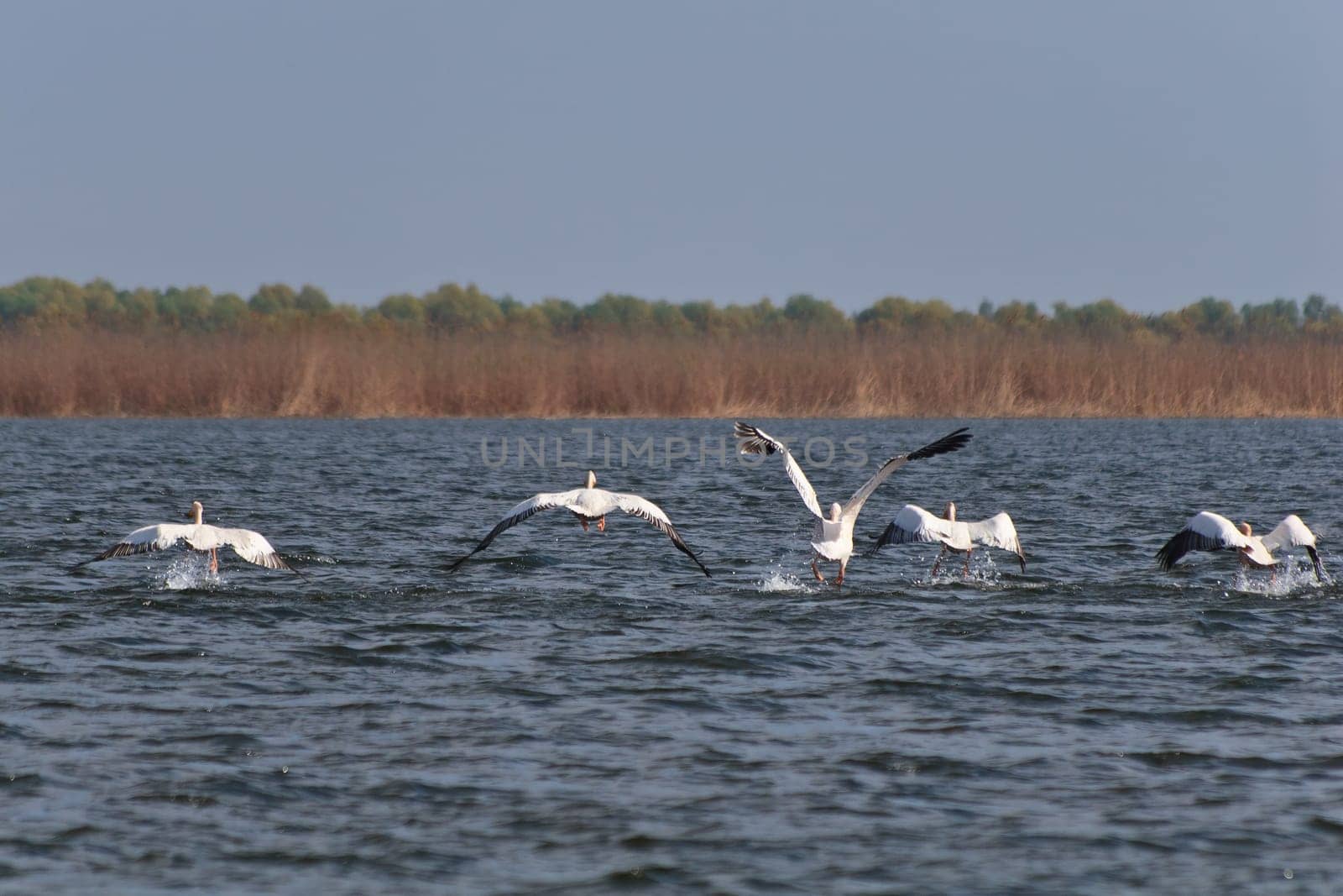 pelicans in flight in Danube Delta, Romania