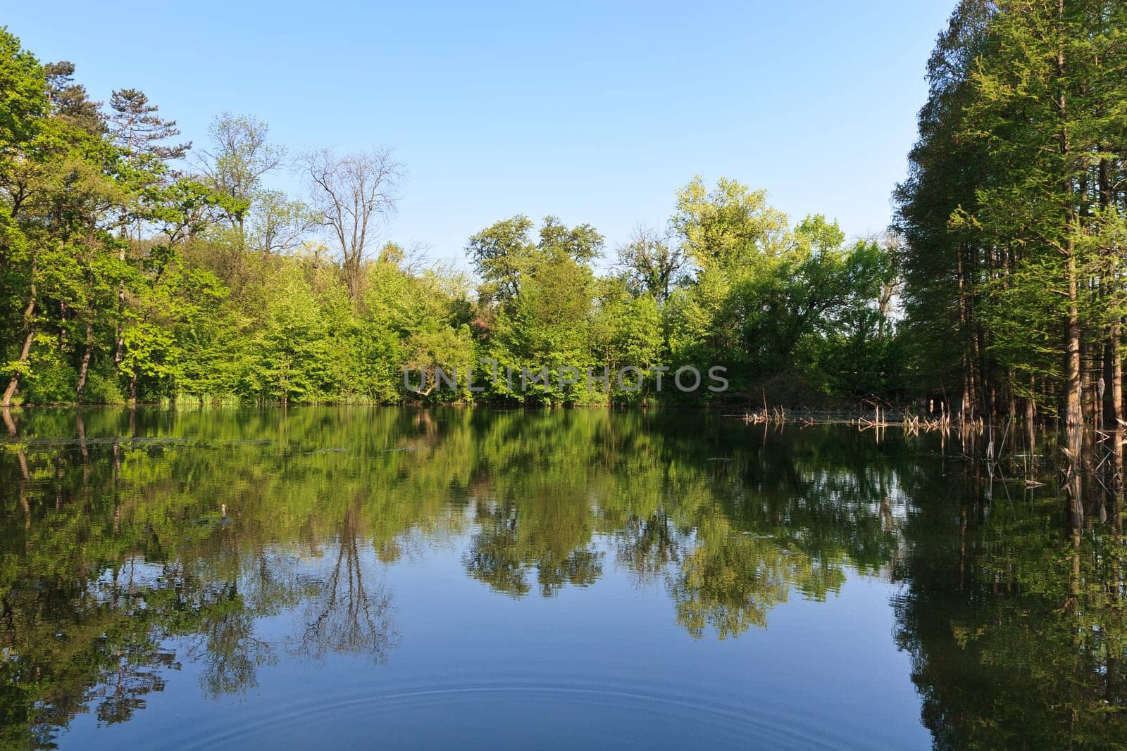 a large and beautiful forest reflected in a lake