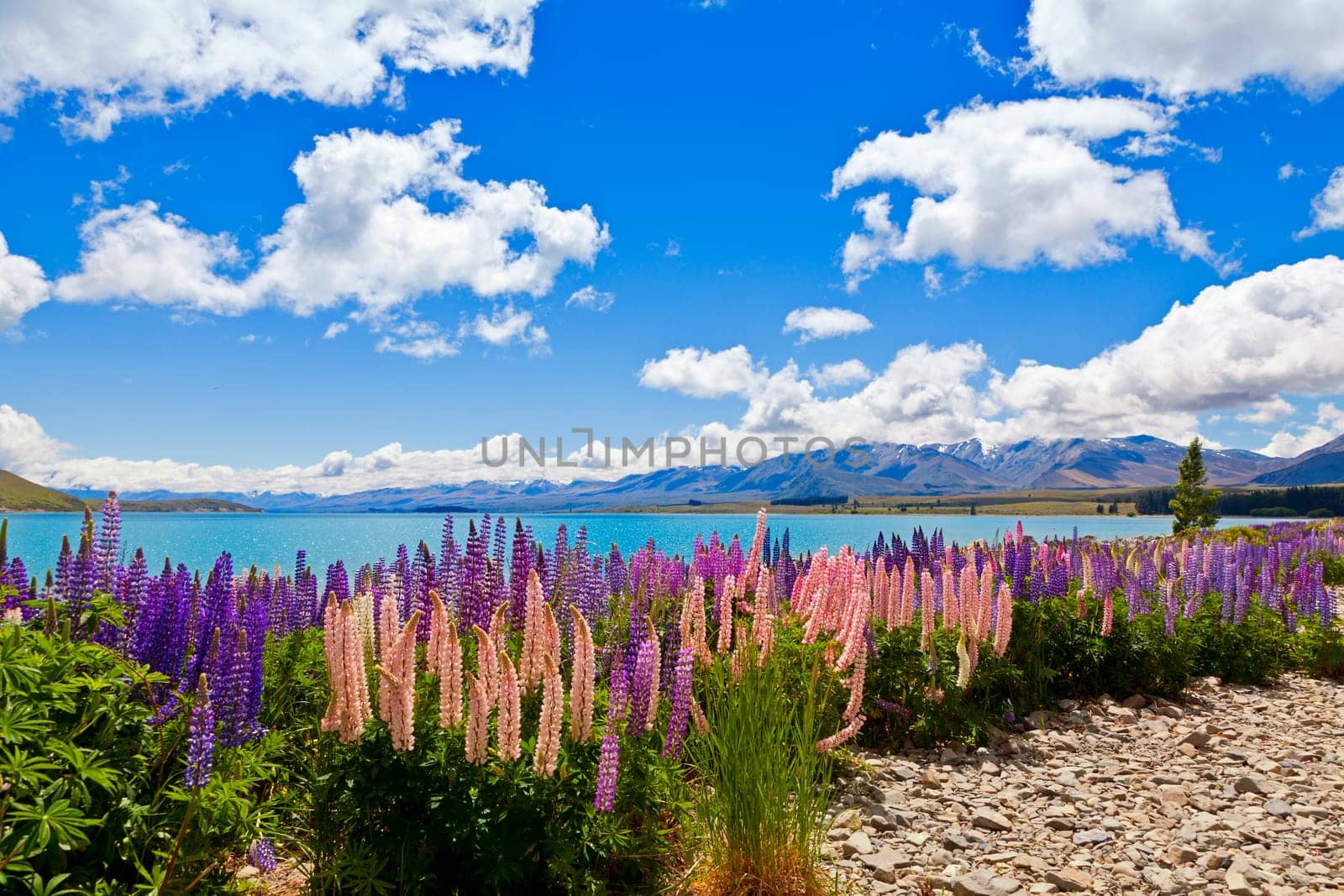 Field of lupin wildflowers on the shore of lake Tekapo in New Zealand