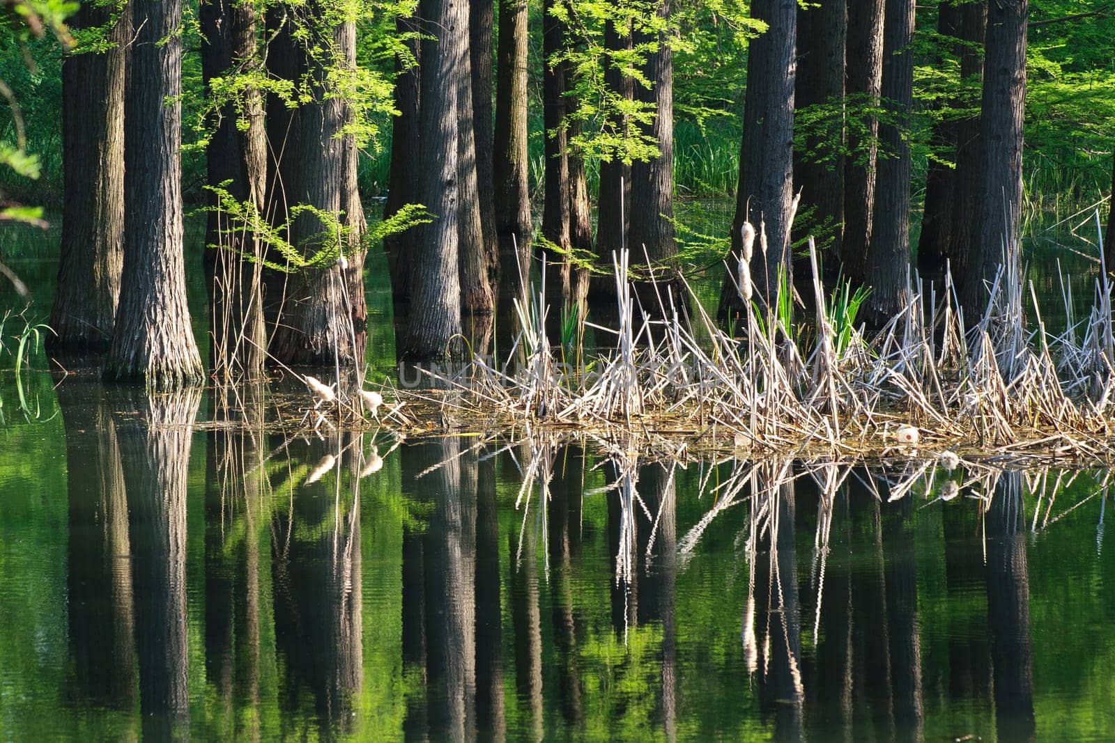 a beautiful green forest is reflected in water
