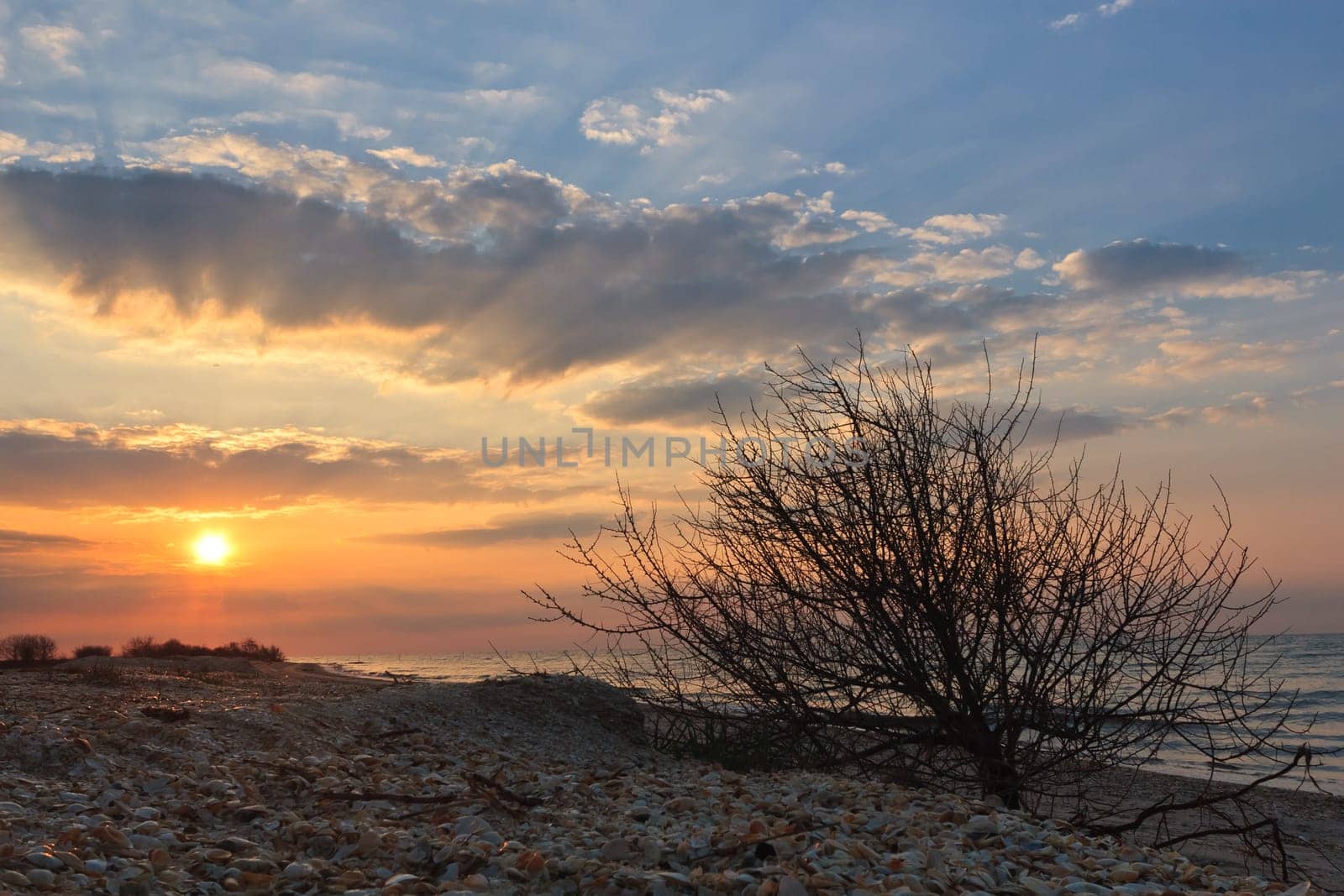 sunrise, clouds and a tree on the beach