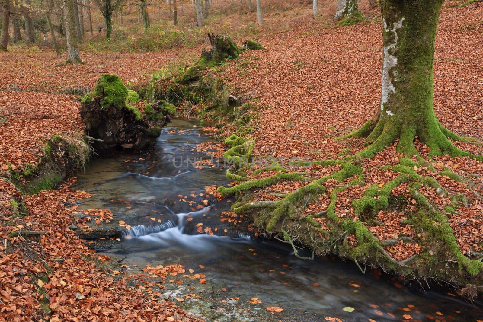 The falling leaves colors the autumn season in the forest. Otzarreta, Bizkaia, Spain