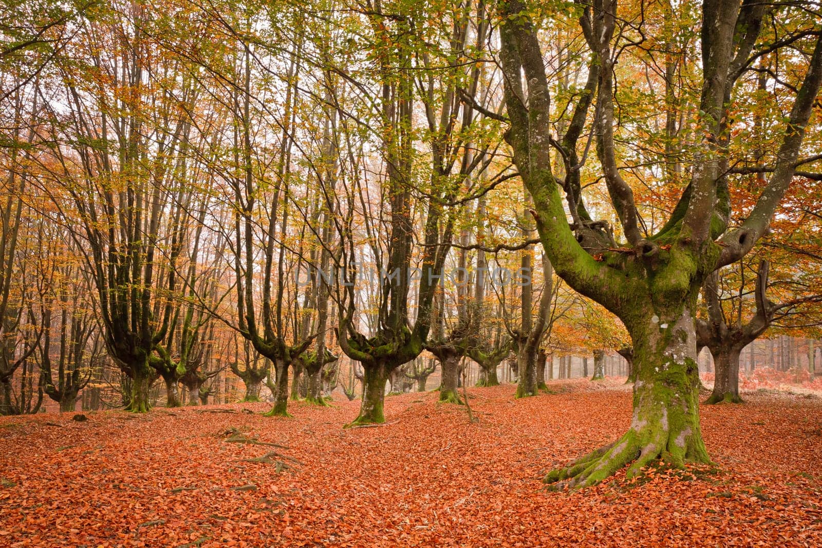 The falling leaves colors the autumn season in the forest. Otzarreta, Bizkaia, Spain