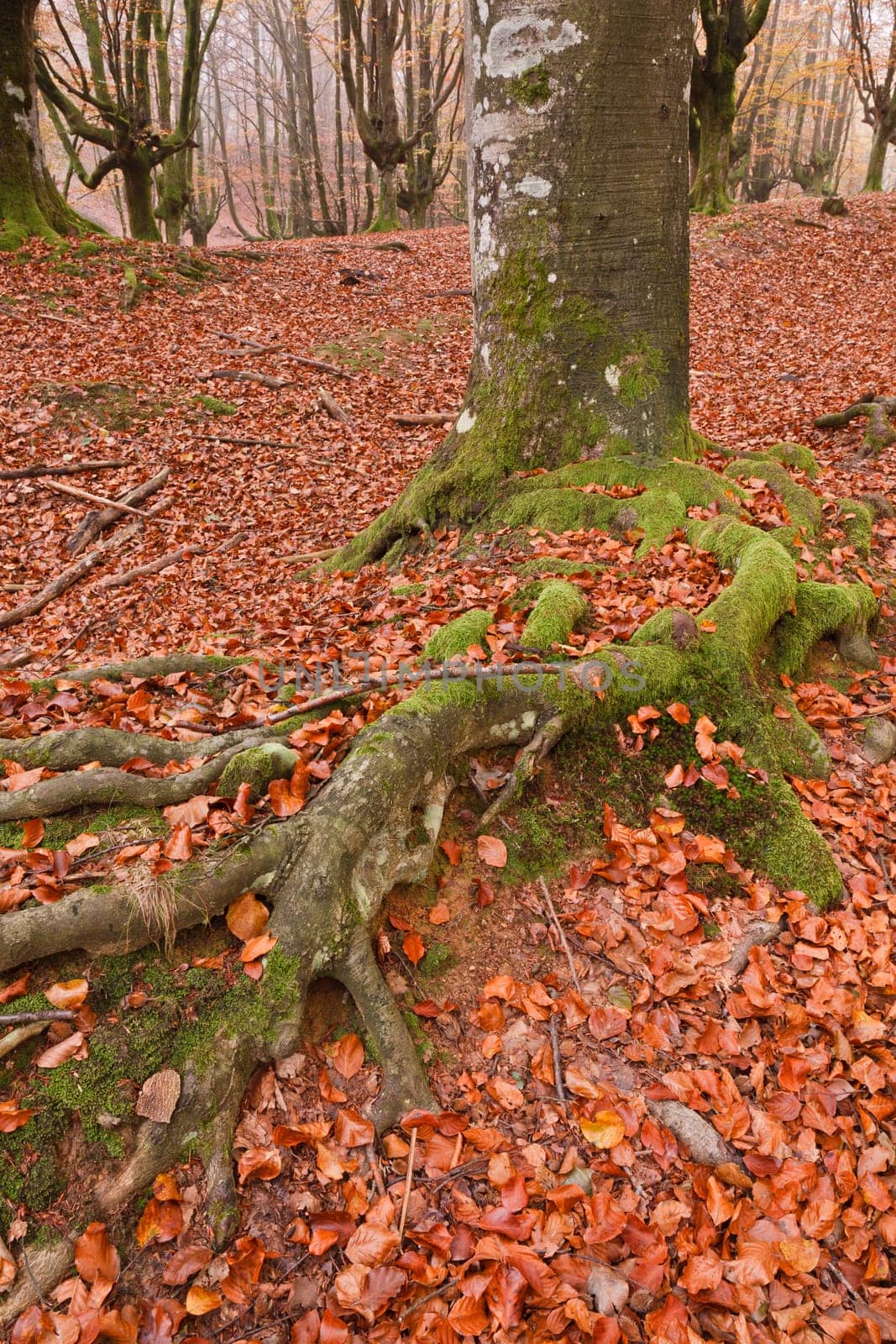 The falling leaves colors the autumn season in the forest. Otzarreta, Bizkaia, Spain