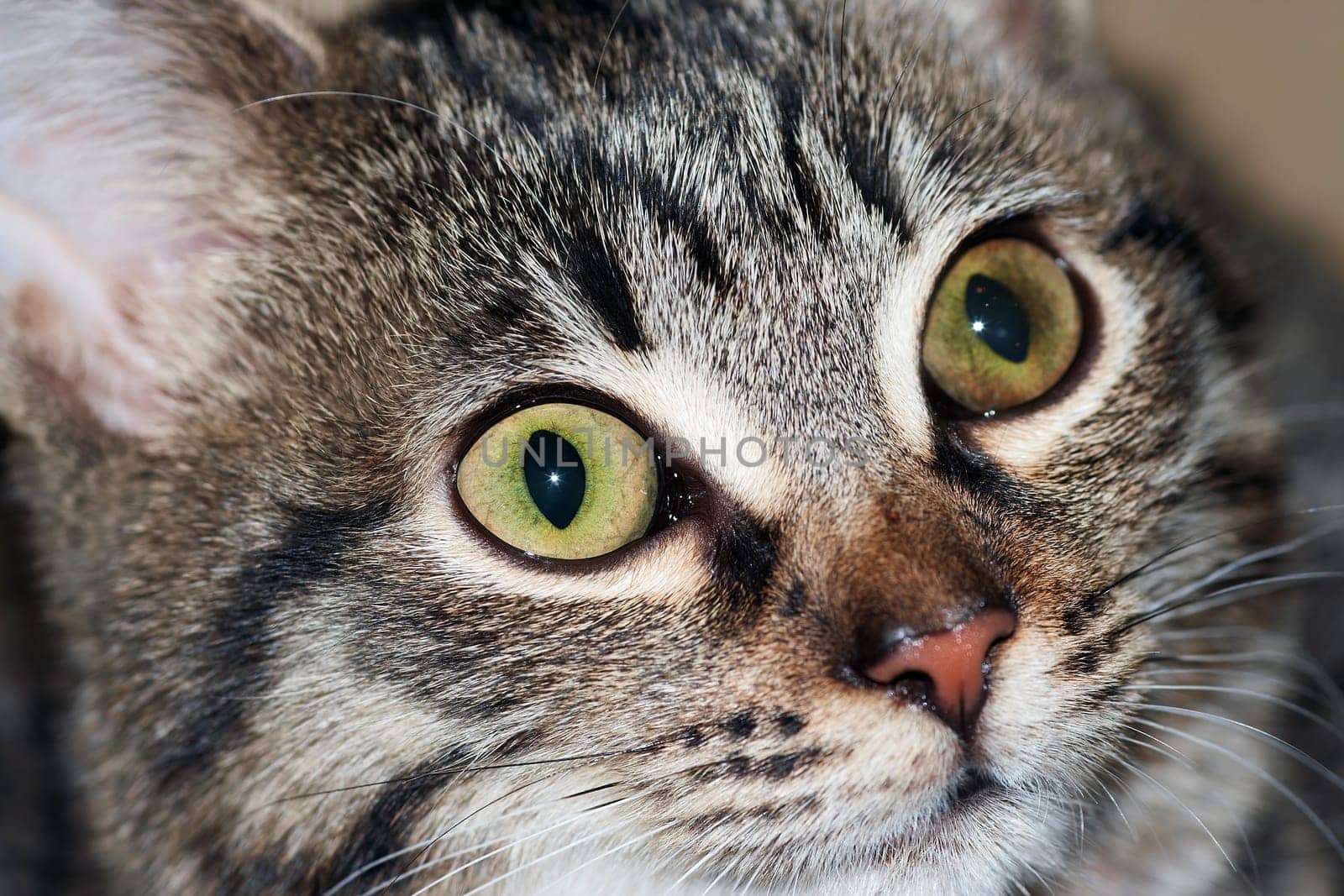 Detail of the head of cat