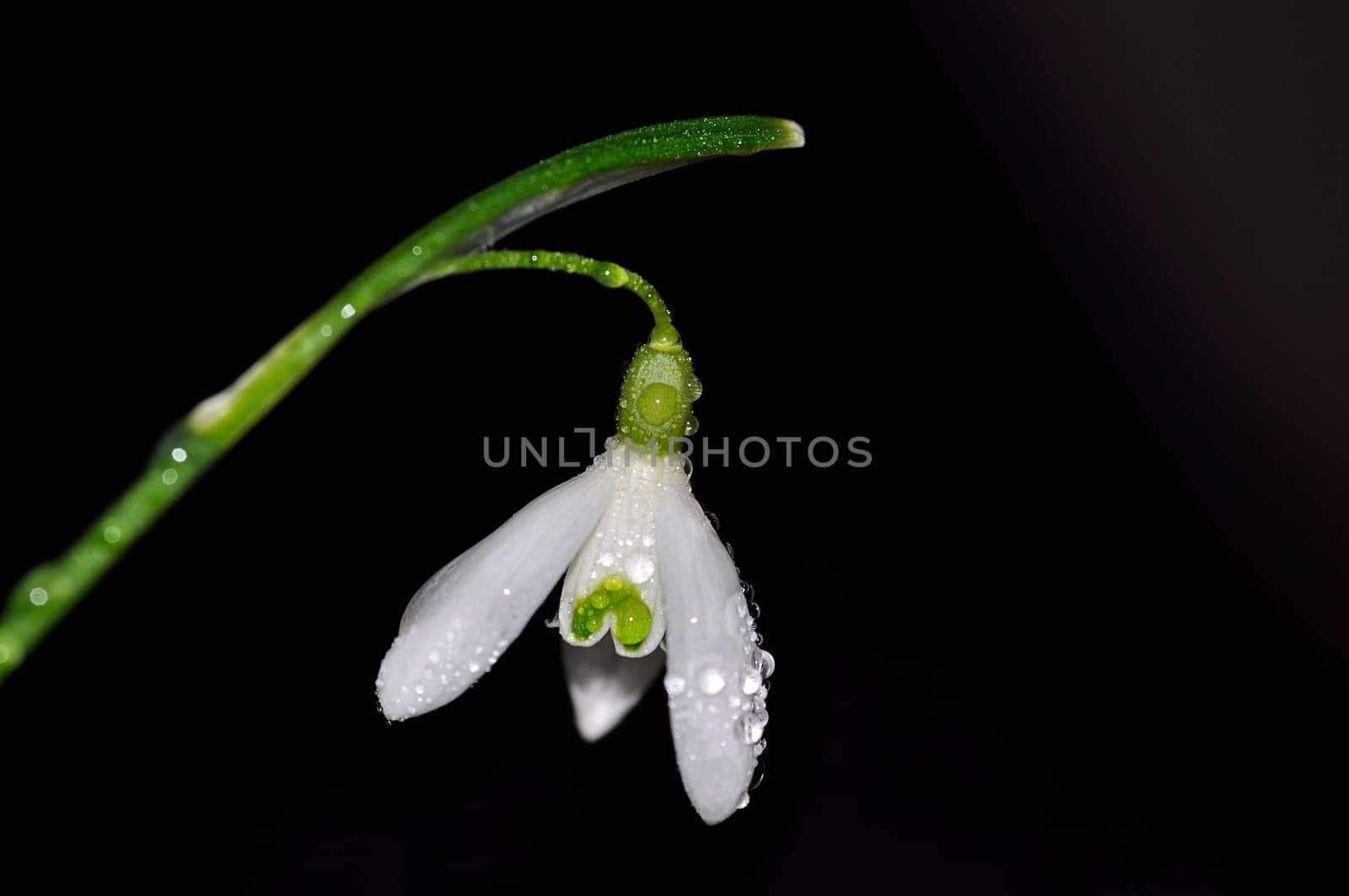 Snowdrop