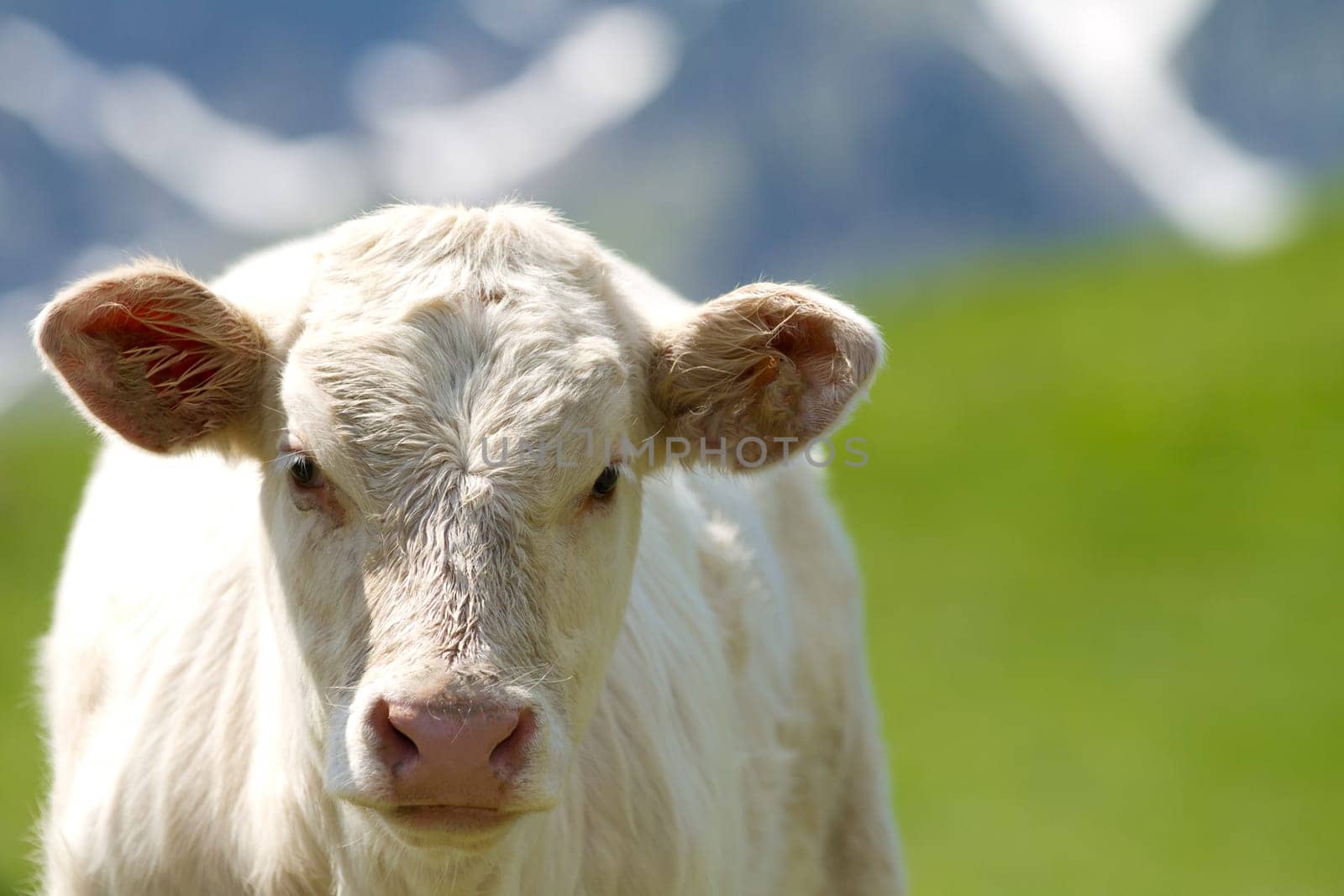 a cute white calf in a prairie
