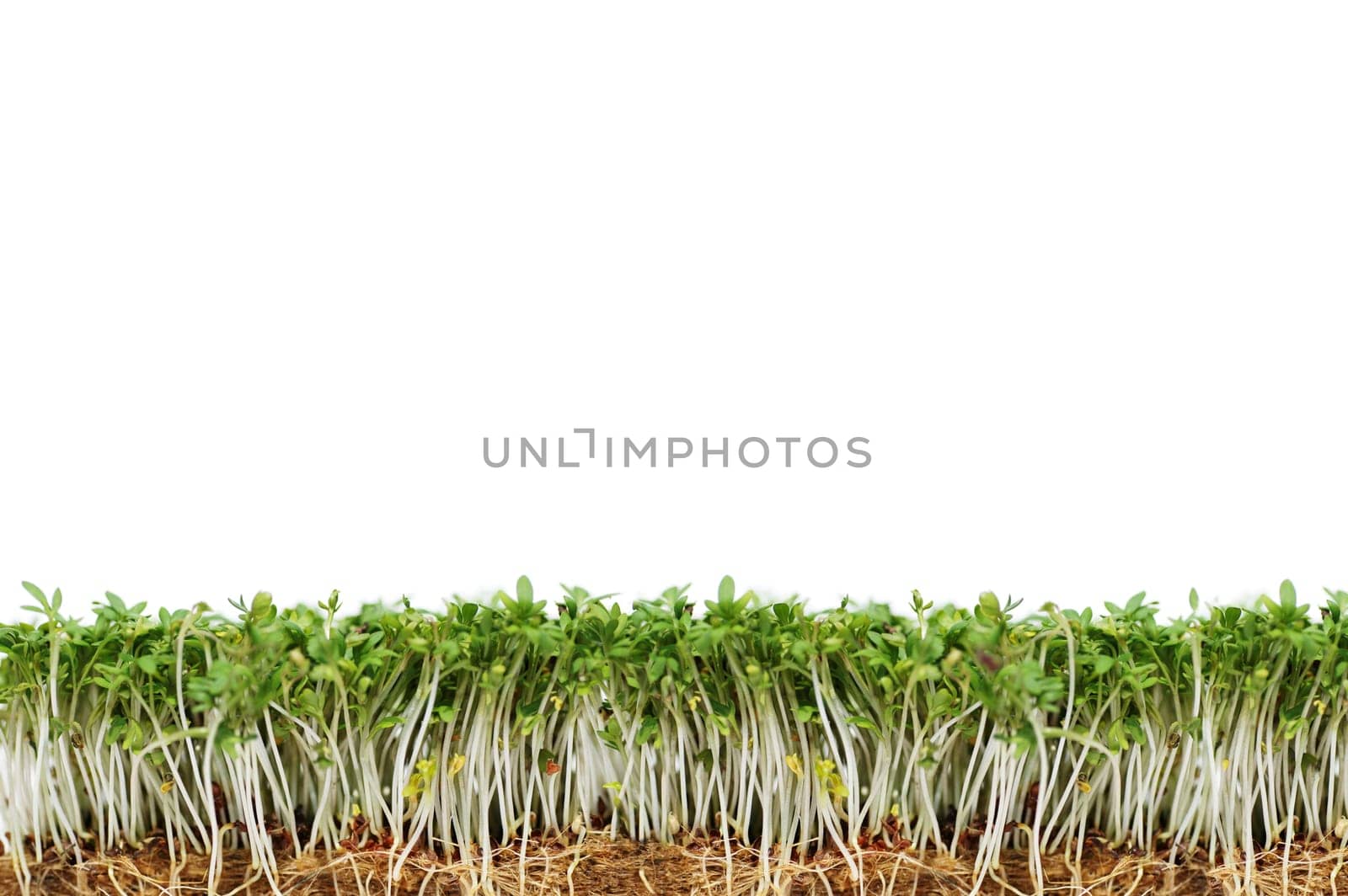 Cress with white background
