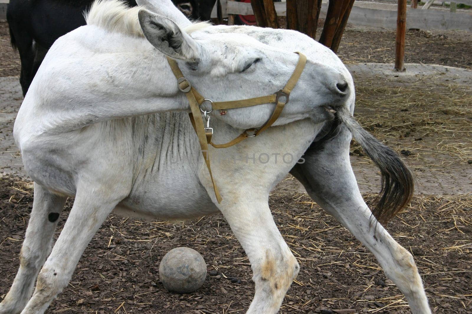 donkey