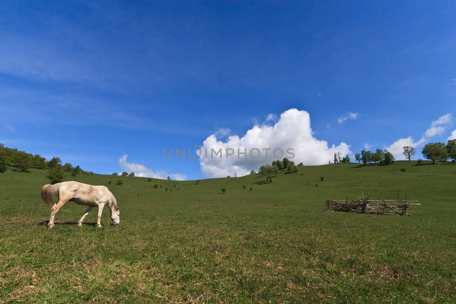 a beautiful white horse on a green field