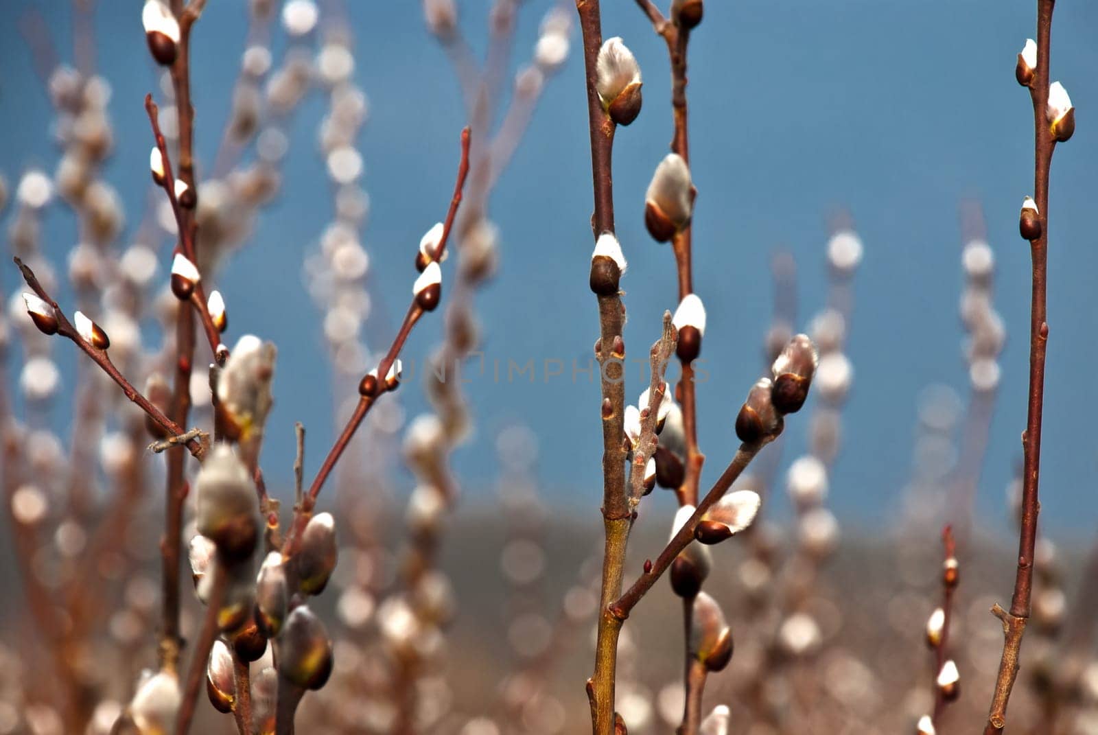 Goat willow