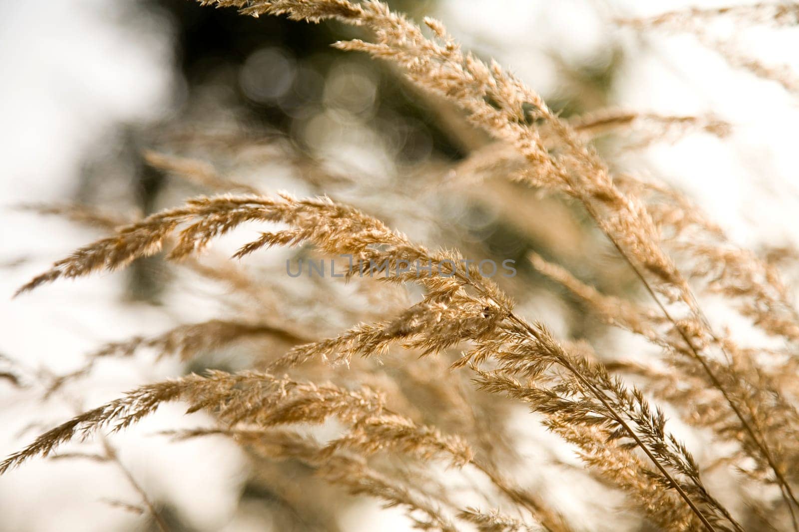 Graeser in the wind