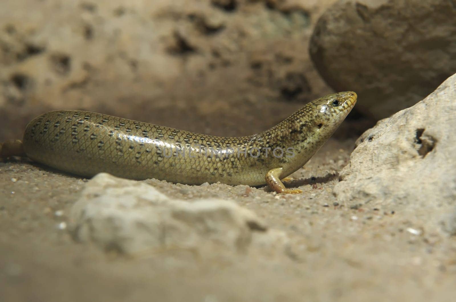 Spotted roller skink