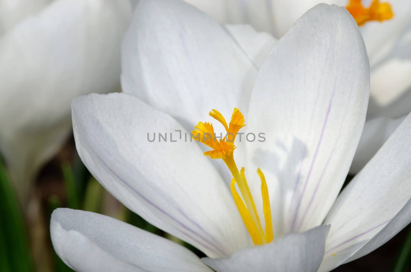 CROCUS