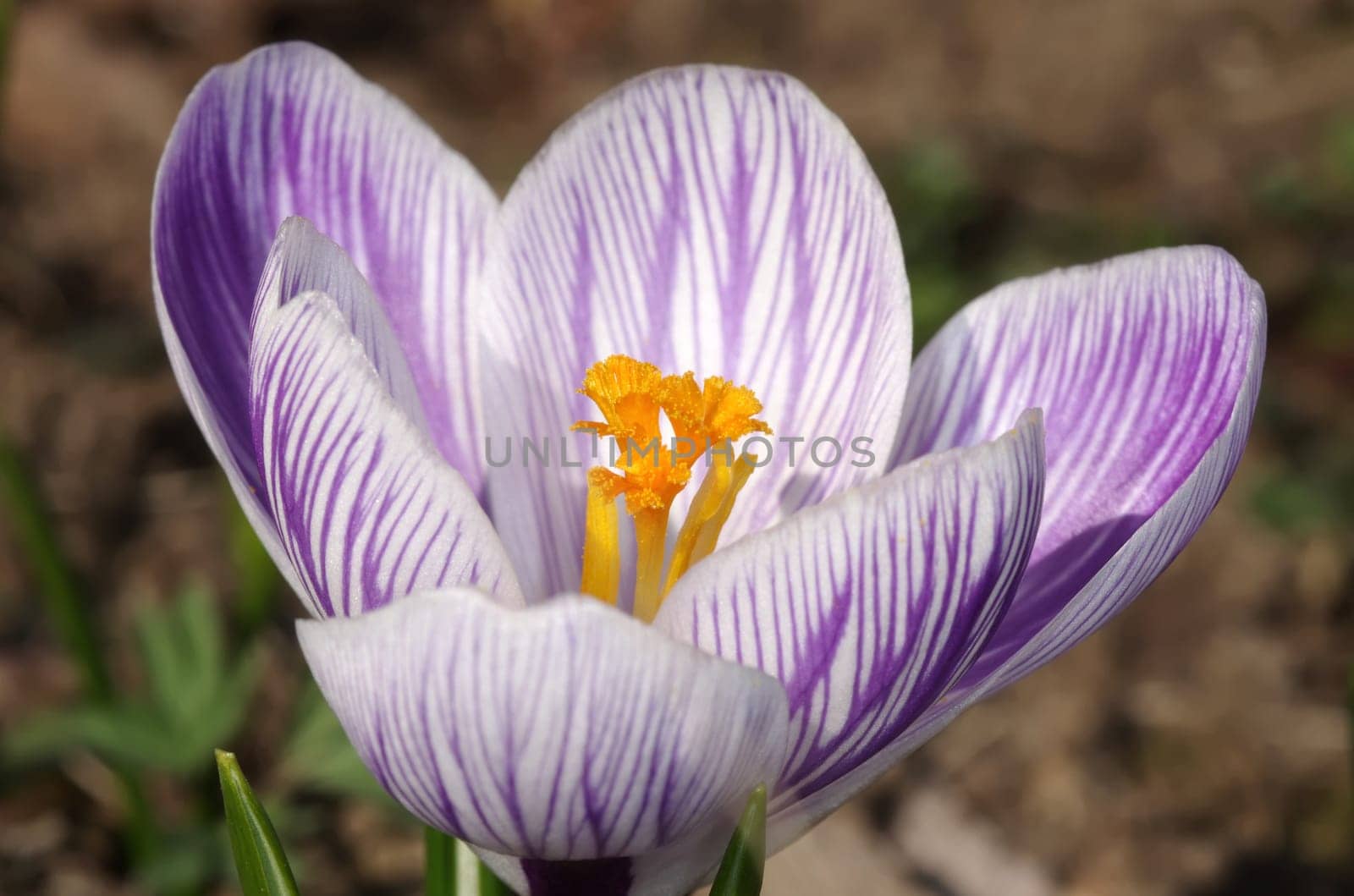 crocus