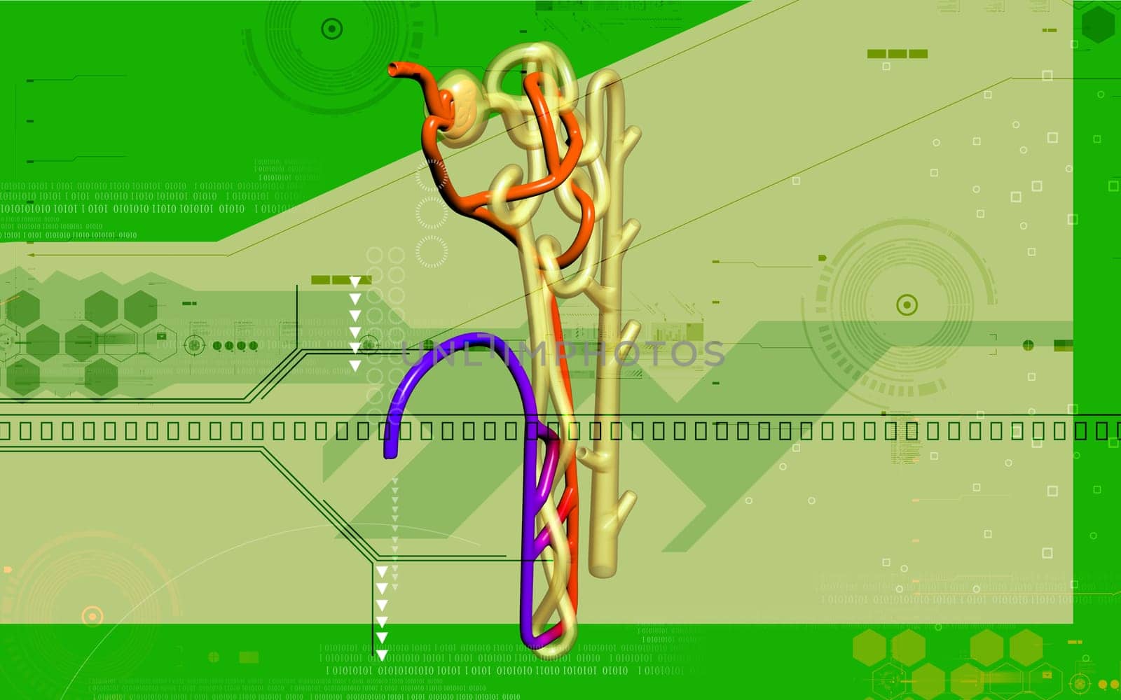 Digital illustration of nephron in colour background