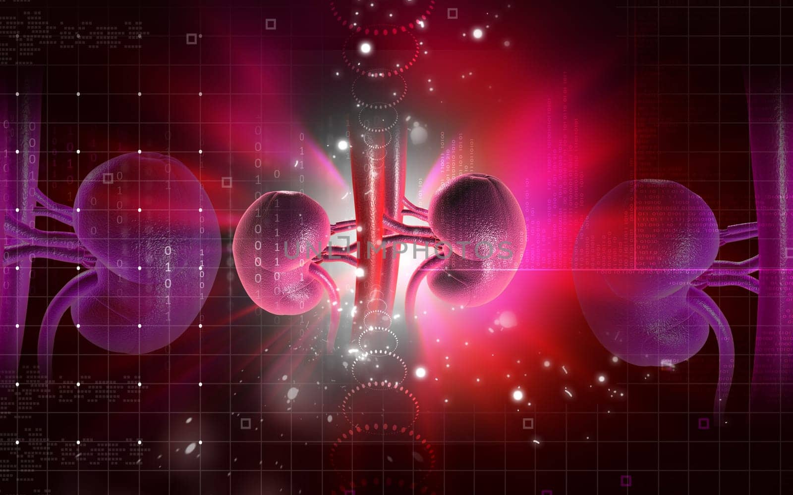 Digital illustration of kidney in colour background