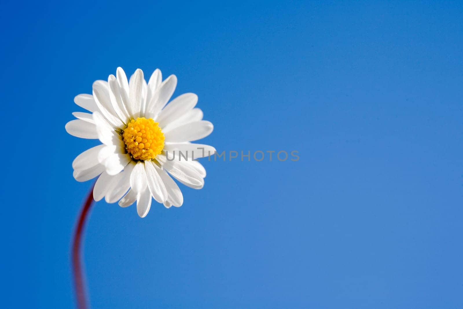 Daisies